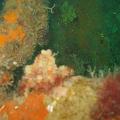 eutokia 11 giugno 1005 018